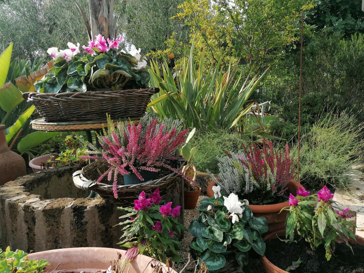 Il Giardino Del Te 호텔 바를레타 외부 사진